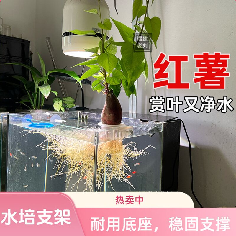 鱼缸水培植物固定架支架定植篮种植杯水草杯山崎桂红薯种植杯器皿
