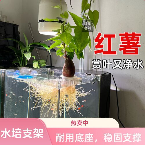 鱼缸水培植物固定架红薯地瓜支架
