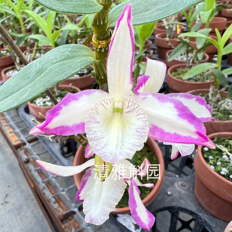 泼墨火鸟 水木花高端泼墨春石斛 den. rainbow dance hanamizuki