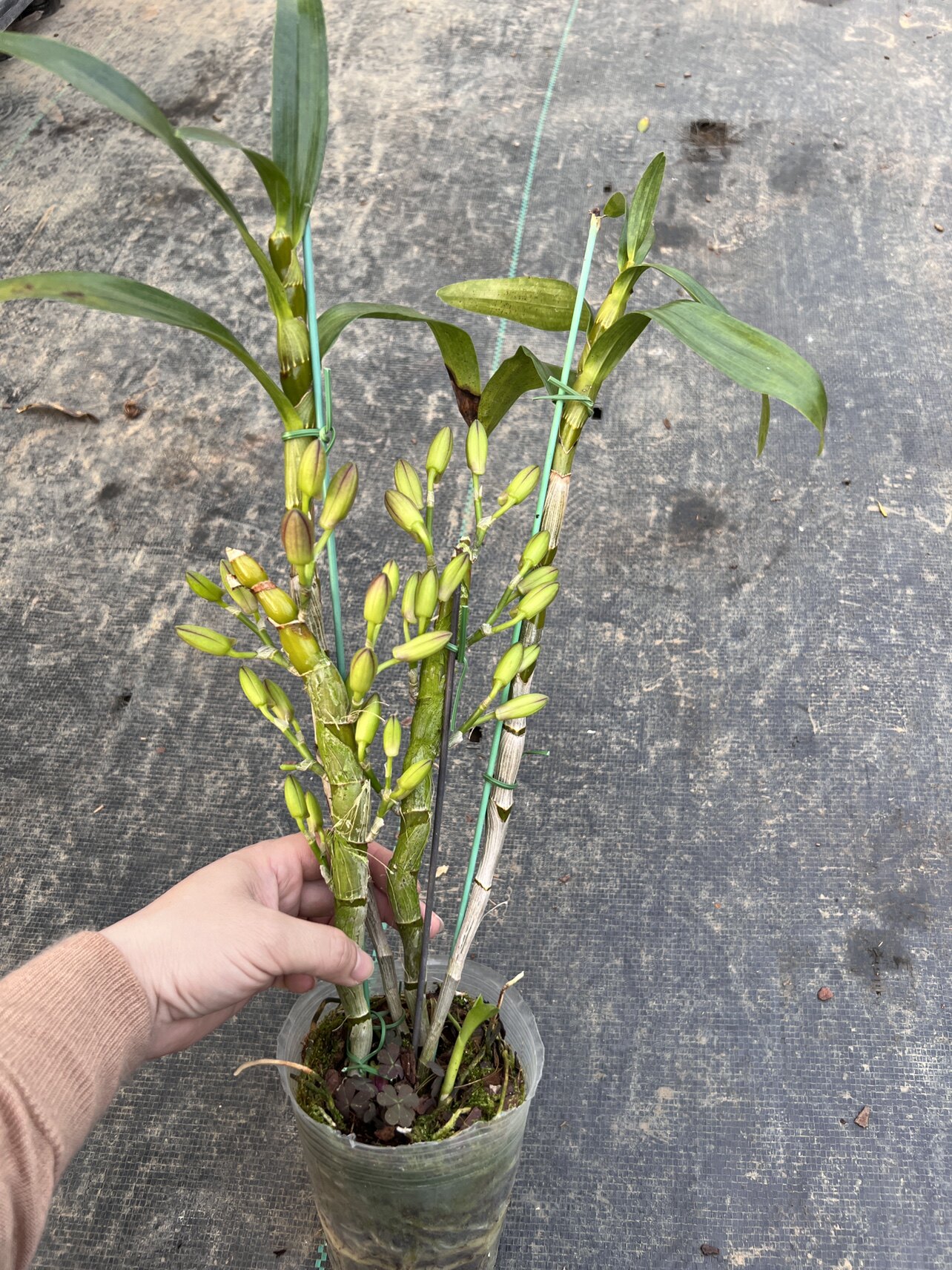 新东方微笑 金钱豹 蝴蝶春石斛 洋兰庭院阳台绿植花卉盆栽品