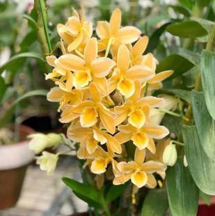 Den. Pittero Gold 黄金钻戒日本泼墨春石斛 Diamond Ring