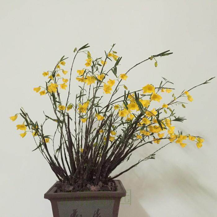 姬竹叶石斛细叶石斛兰盆栽绿植花卉室内植物附生兰花 花香型