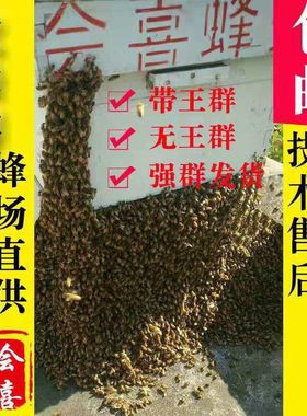 意蜂蜂群出售产王群蜂疗意大利