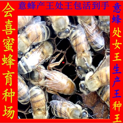 新产蜜王意蜂王生产王开处女王