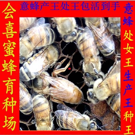 意蜂蜂王 意蜂新产王 蜜王 意蜂王 生产王开产王 意蜂处女王 蜂王