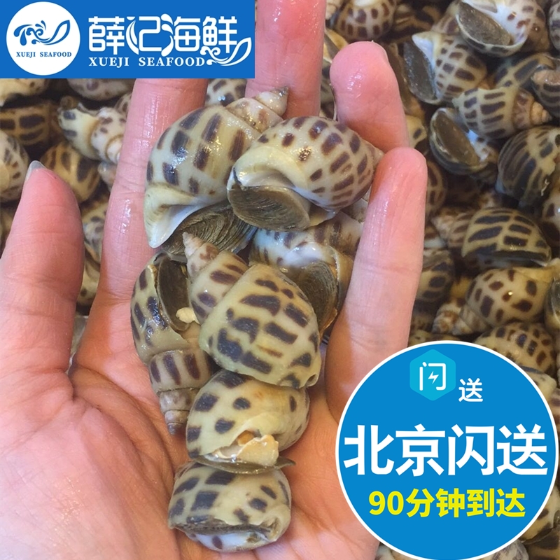 500g北京闪送 花螺新鲜 鲜活海鲜水产东风螺海猪南风螺海螺贝类