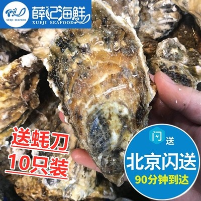 送蚝刀10只装鲜活乳山生蚝