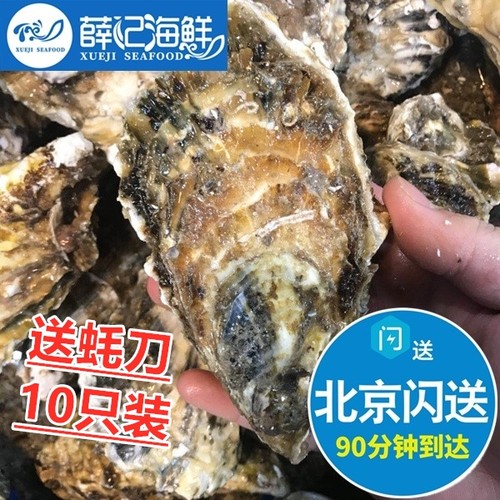 送蚝刀10只装鲜活生蚝