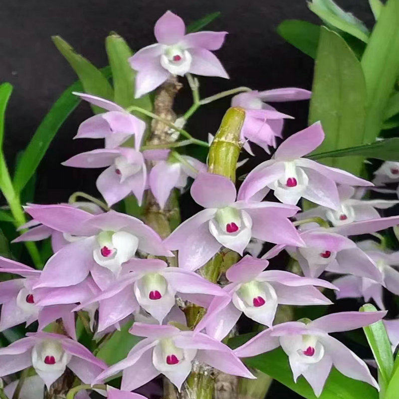 广西重唇石斛室内窗台盆栽绿植物景观赏寄生吊兰金鱼眼粉色花卉
