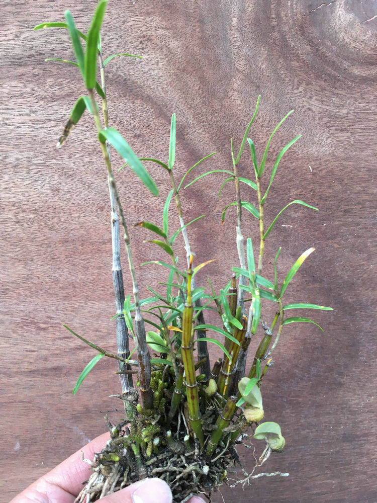 小姬竹叶石斛丛苗室内窗台绿植盆栽观赏药用浓香寄生兰花香石斛缘