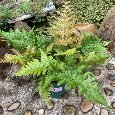 彩虹蕨室内外绿植盆栽净化空气