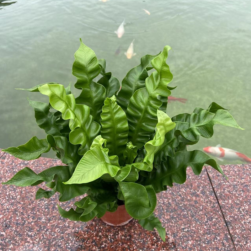 火焰鸟巢蕨 观叶绿植微景观假山园林造景植物室内办公桌窗台盆栽