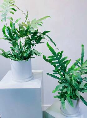 蓝星水龙骨蕨室内外趣味