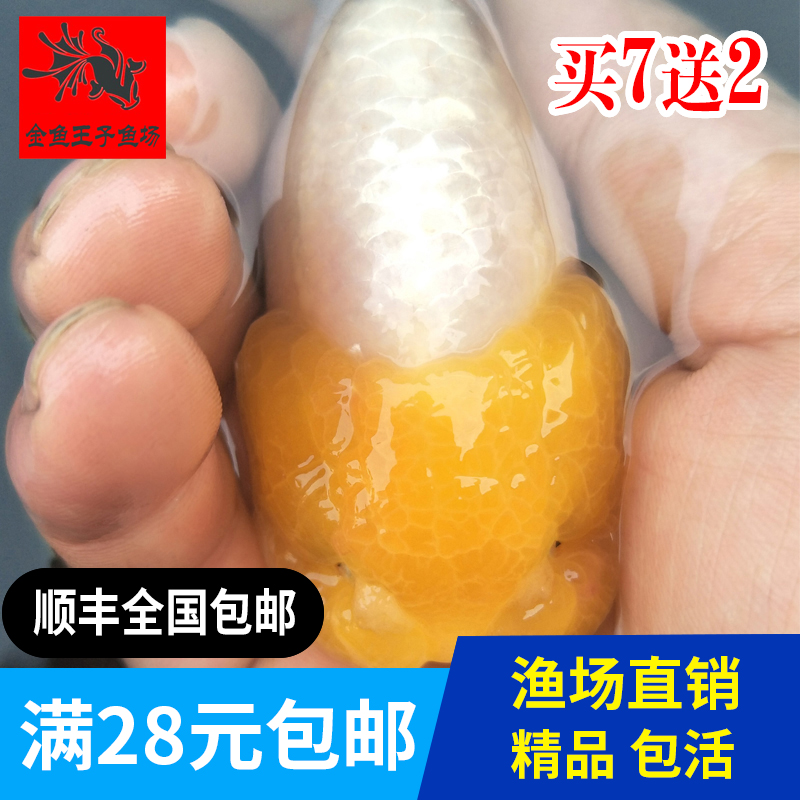 菠萝猫狮精品金鱼活体鱼苗观赏鱼