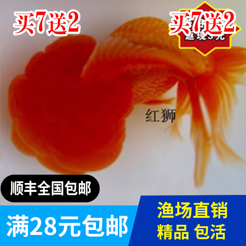 精品红国狮金鱼包邮观赏鱼宠物鱼 活体鱼苗红国狮金鱼活体招财鱼