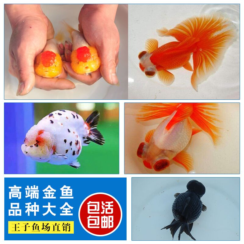 金鱼精品高端冷水淡水邮包活活
