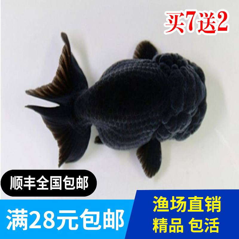 兰寿精品金鱼观赏鱼宠物鱼活体鱼苗黑寿包活招财鱼冷水淡水活体