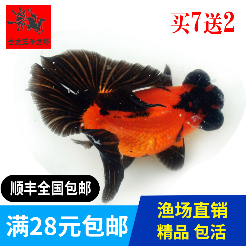精品碟尾金鱼活体观赏鱼风水鱼冷水鱼鱼苗包邮包活红白蝶黑蝶金蝶