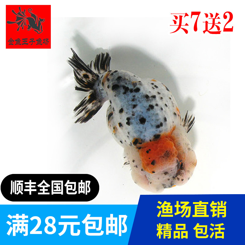 兰寿金鱼活体精品观赏鱼冷水淡水活体水族宠物招财鱼小尾兰寿活鱼