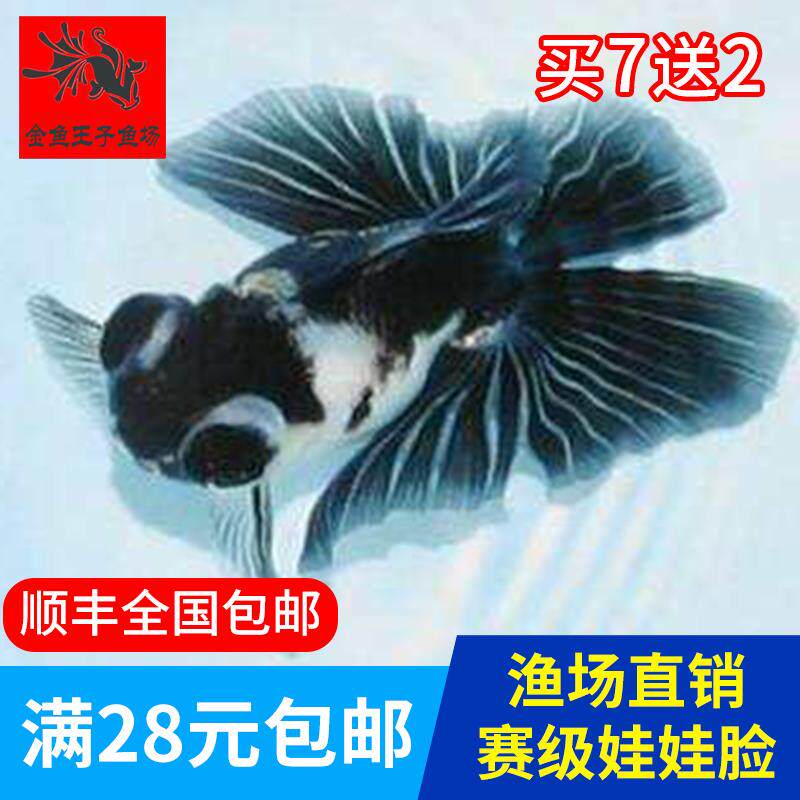 金鱼活体观赏鱼熊猫蝶尾精品招财鱼风水淡水国粹水族宠物鱼黑白蝶