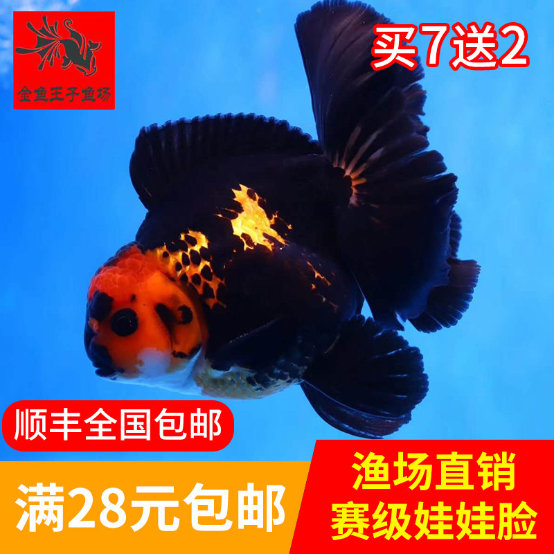 精品泰狮f1百褶裙进口金鱼活体观赏鱼高档宠物淡水冷水招财原泰
