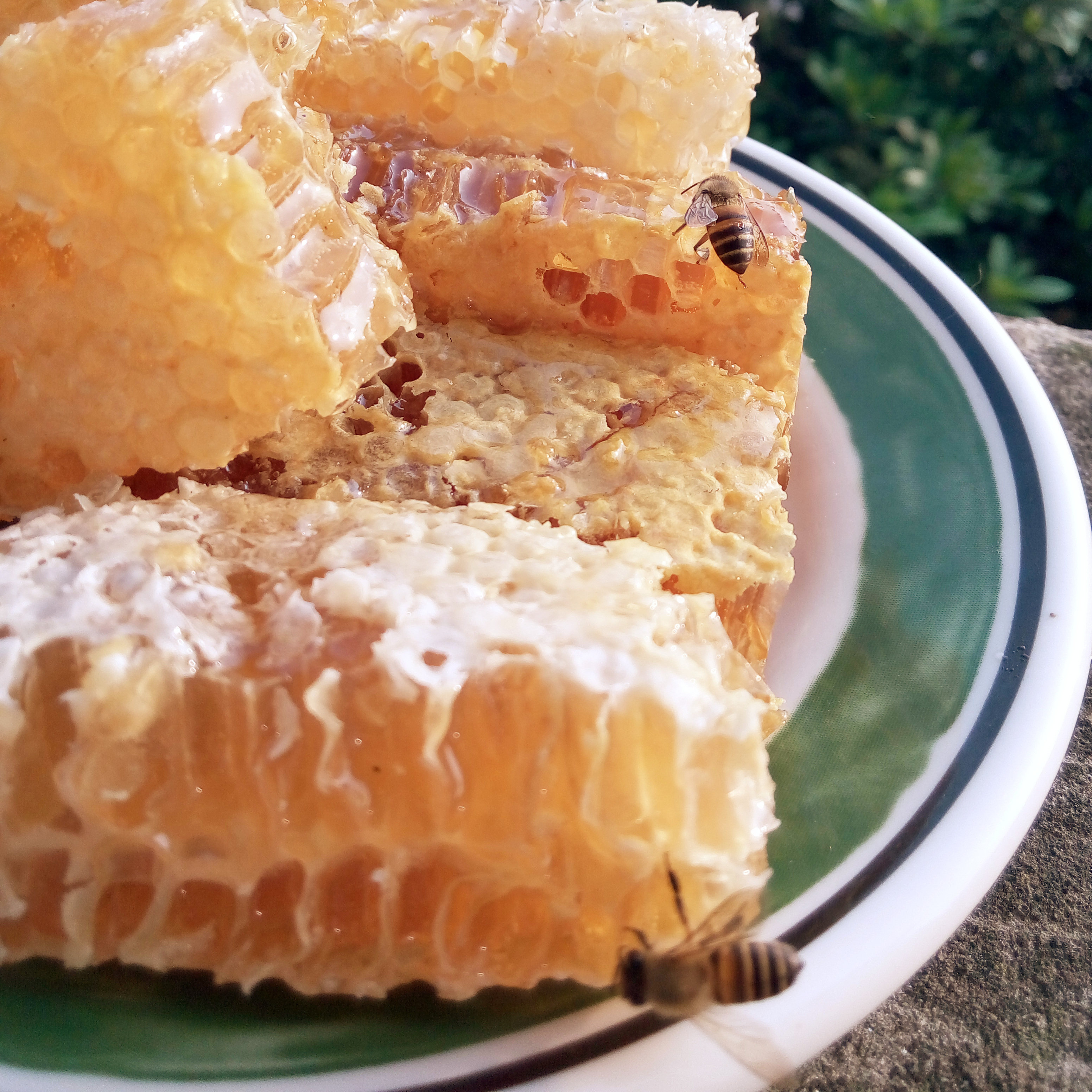 重庆枇杷之乡农家现采枇杷花百花蜜 追根溯源