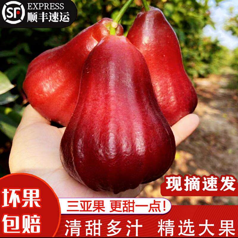 三亚黑金刚莲雾5斤装海南新鲜水果黑珍珠蜜风铃莲雾现摘顺丰空运