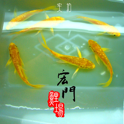 日本锦鲤活体 金鱼活体 锦鲤 巨型 黄金闪鳞金银鳞龙凤鱼苗风水鱼
