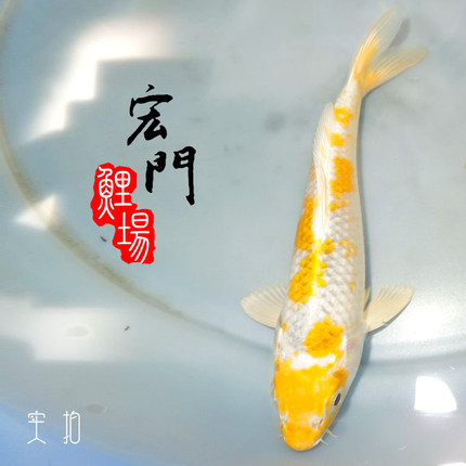纯种日本锦鲤活体金鱼活体 锦鲤 巨型 贴分黄白鱼苗观赏鱼风水鱼