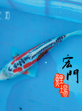 纯种日本锦鲤活体鱼蓝色锦鲤蓝/红秋翠锦鲤巨型无赘麟鬼鳞齐金鱼