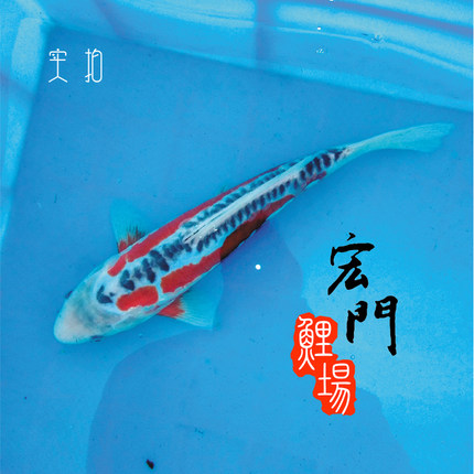 纯种日本锦鲤活体鱼蓝色锦鲤蓝/红秋翠锦鲤巨型无赘麟鬼鳞齐金鱼