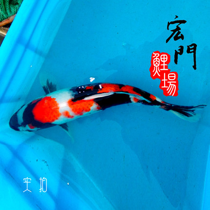 纯种日本锦鲤高端 黑熊血统 昭和锦鲤观赏鱼便宜好养金鱼活体巨型