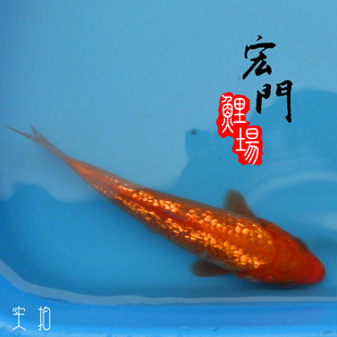高端日本纯种尾形血统锦鲤火鲤 观赏鱼 钻石鳞 鳞片发光金鱼 闪鳞