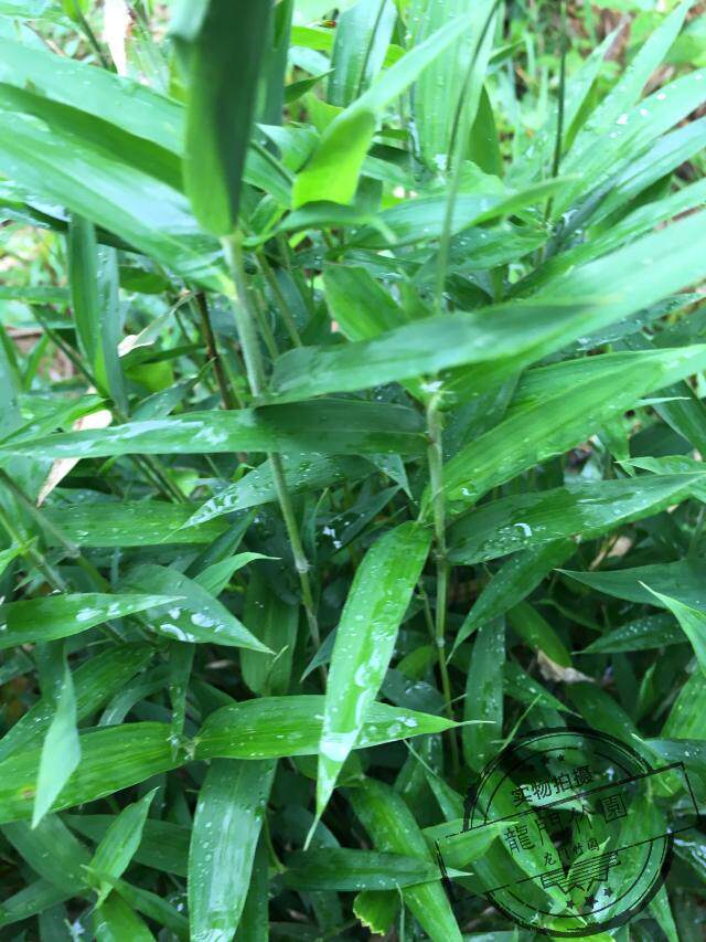 铺地竹 菲青竹 地被竹 盆景 假山 庭院绿湖植物 盆景竹