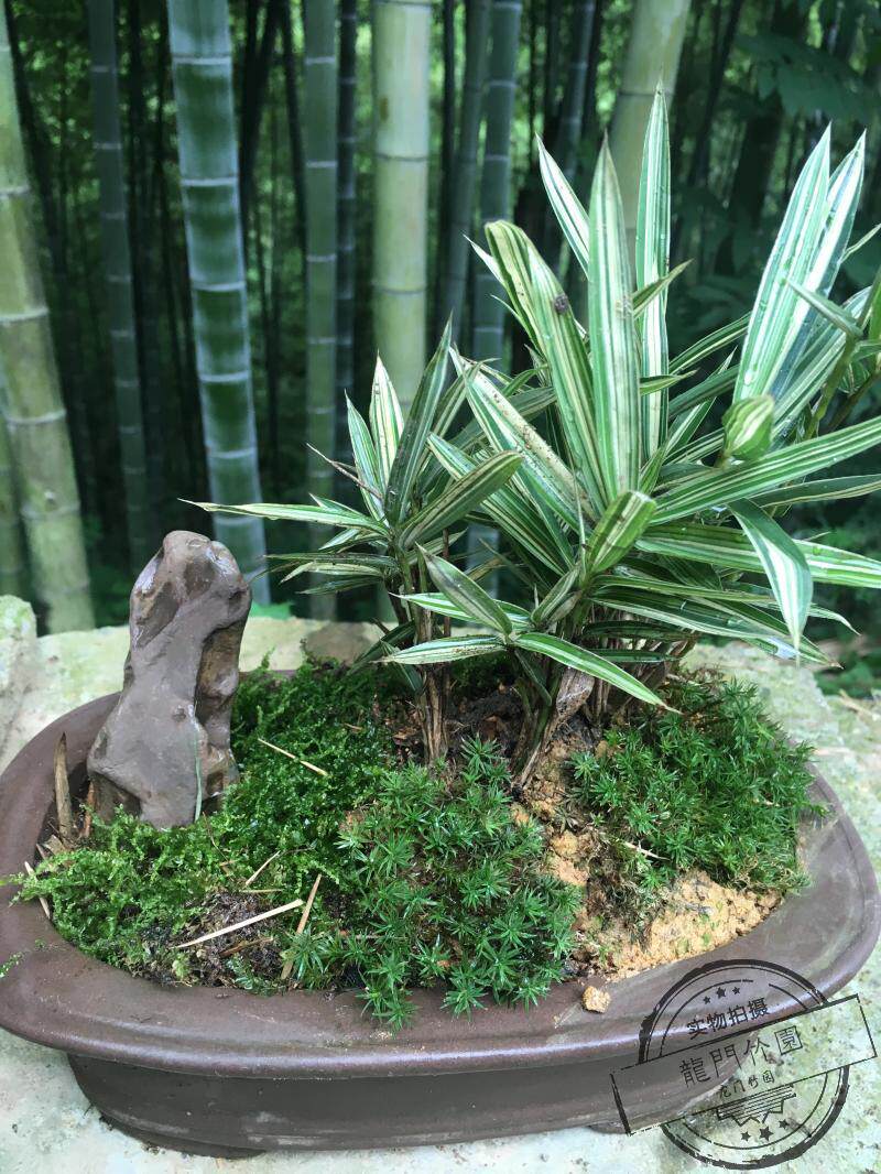 菲白竹 地被竹 庭院绿化植物 竹苗 盆景竹 假山