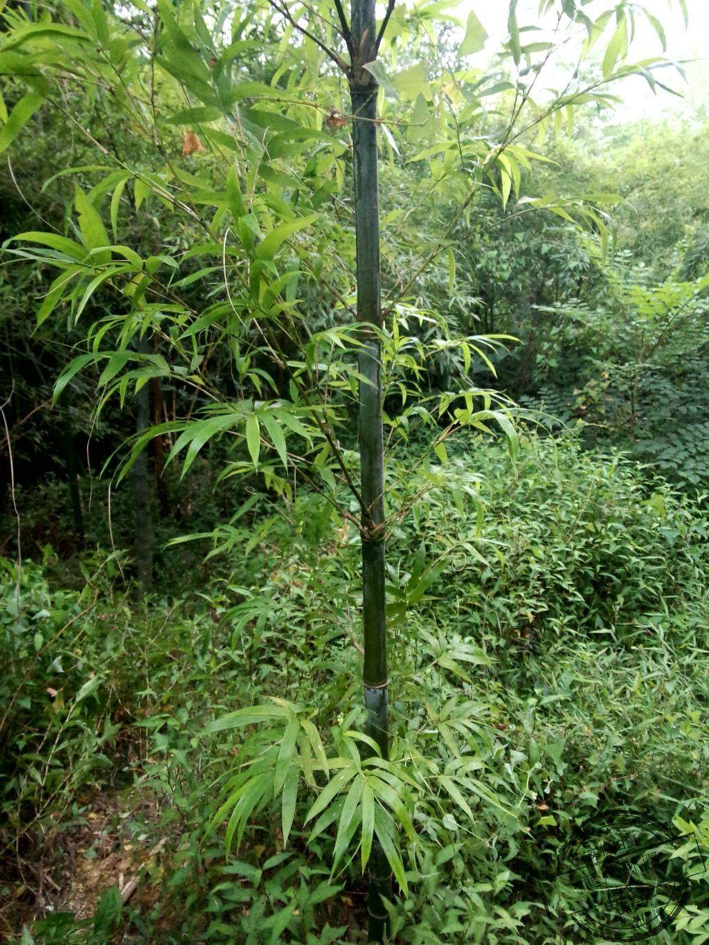 橄榄竹 观赏竹 庭院绿化植物 竹苗  绿化竹苗 工程绿化