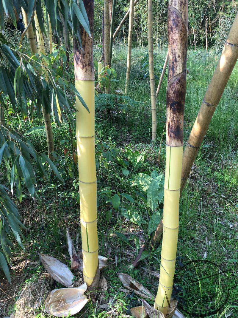 黄竿乌哺鸡竹 观赏竹 绿色植物 庭院植物 竹苗