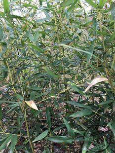 白夹竹 青竹 竹苗 龙竹 观赏竹苗 青竹苗 庭院观赏植物 绿化竹苗