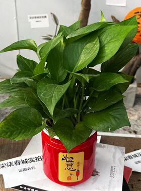 吉祥如意小绿萝盆栽好养吸甲醛