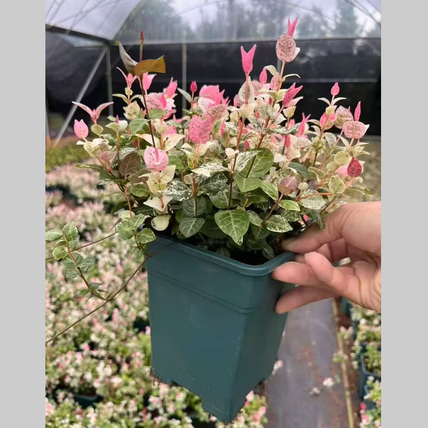 加仑花叶络石黄金彩叶盆栽花卉