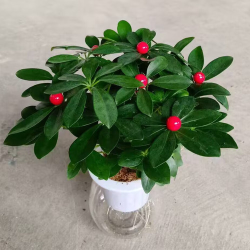 水培圆杯红果鸭脚木盆栽招财绿植