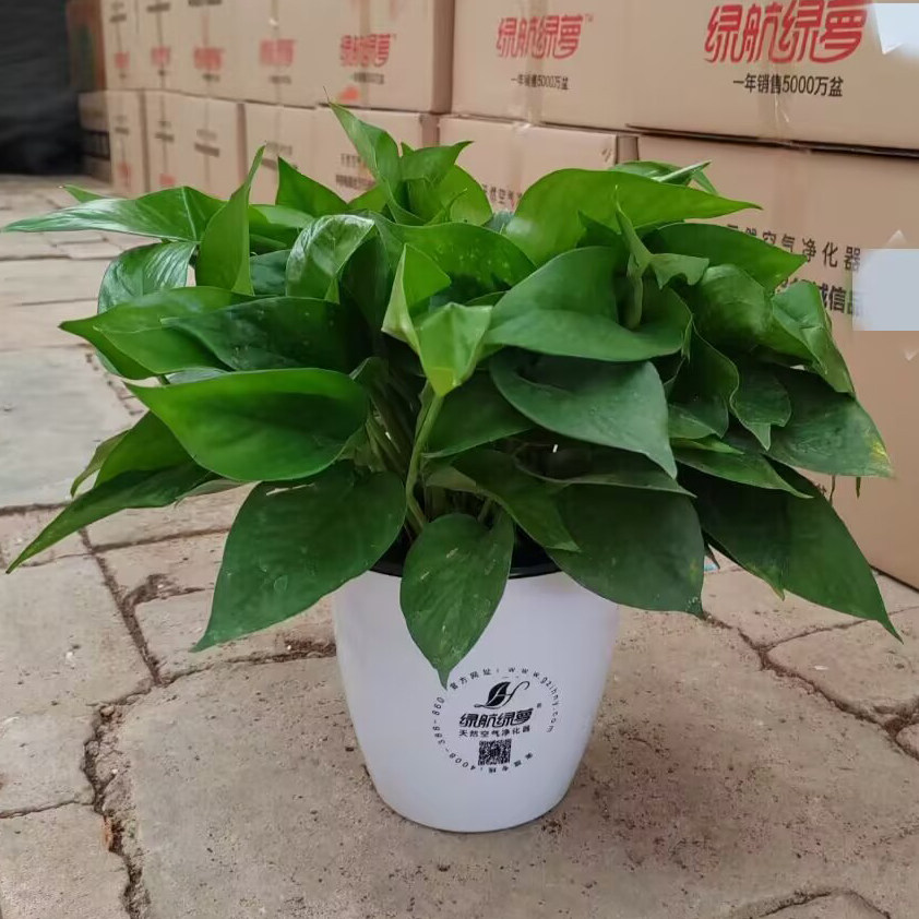 实体店品质绿航简约180水培绿萝盆栽植物花卉室内吸甲醛大盆绿植