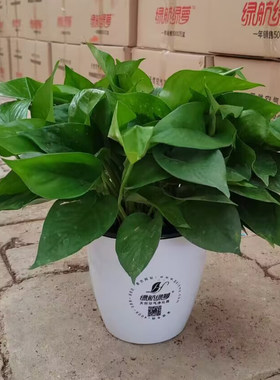 绿航简约180水培绿萝盆栽植物
