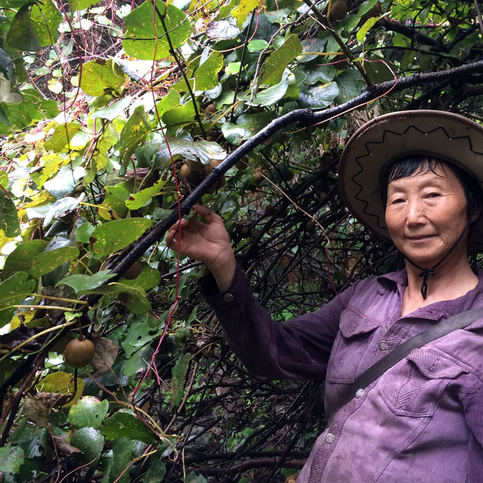 新鲜八月发货黄山野生5斤泥猴桃