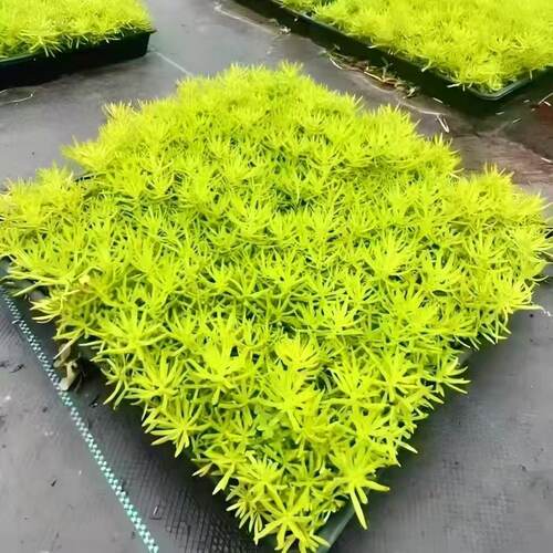 佛甲草黄金万年草苗地被植物常青