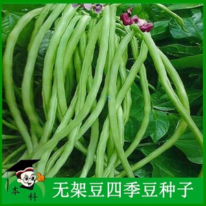 无架绿豇豆角种子蔬菜籽四季豆南方高产摘不败春秋季种孑蔬菜种籽