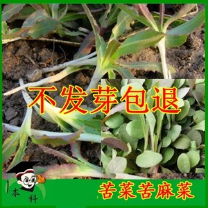 春季野菜种子蔬菜籽南方四季阳台