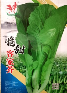 客家芥叶芥菜种子香叶饺子菜种子叶芥菜种子青菜种子春秋播包邮