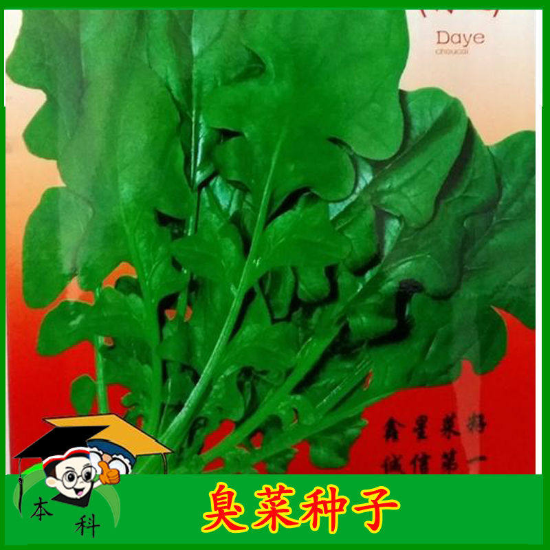 蔬菜种子东北老品种臭菜种子芝麻香菜种籽清香特菜春季种孑盆栽
