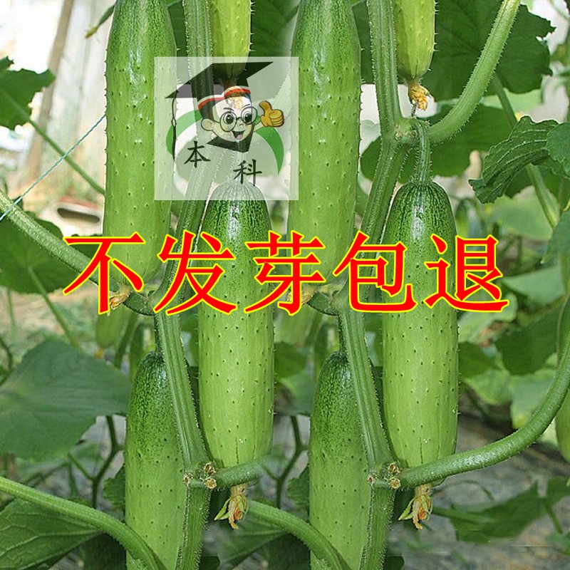 旱黄瓜种子满园香水果节节瓜青瓜